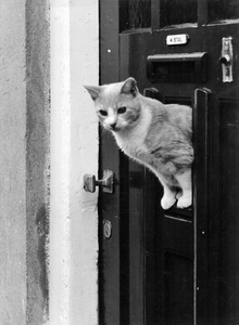 361242 Afbeelding van een kat die door een luikje in de voordeur klimt (van W. Stal, vermoedelijk te Utrecht).